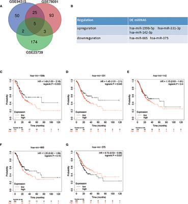 MiR-199b-5p Promotes Gastric Cancer Progression by Regulating HHIP Expression